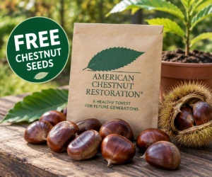 Free American Chestnut Tree Seeds for Your Garden