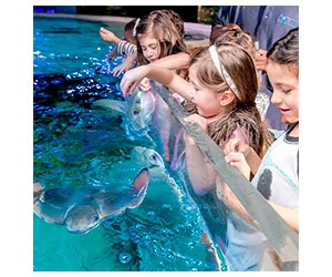 Free SeaQuest Aquarium x5 Tickets