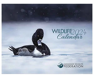 Free 2024 Canadian Wildlife Calendar