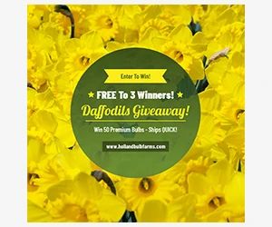 Win a Colorful Giveaway - Brighten Your Garden with Dutch Master Daffodils!
