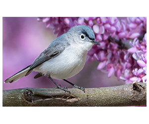 Win the Ultimate Spring Birdwatching Bundle