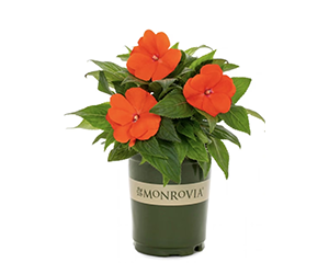 Free Spring Flower at Lowe’s