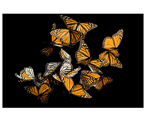 Free National Geographic Pollinator Seed Packet
